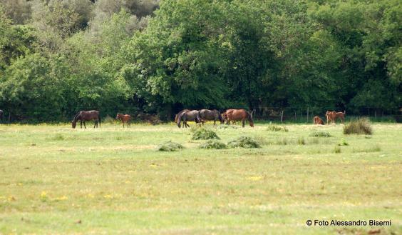 Alberese e il Parco della Maremma